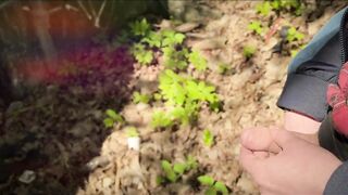 Bearded guy pissing in the forest. A man relieves himself in nature